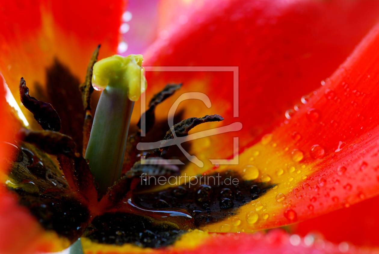 Bild-Nr.: 10820303 Tulpendetail erstellt von Atteloi