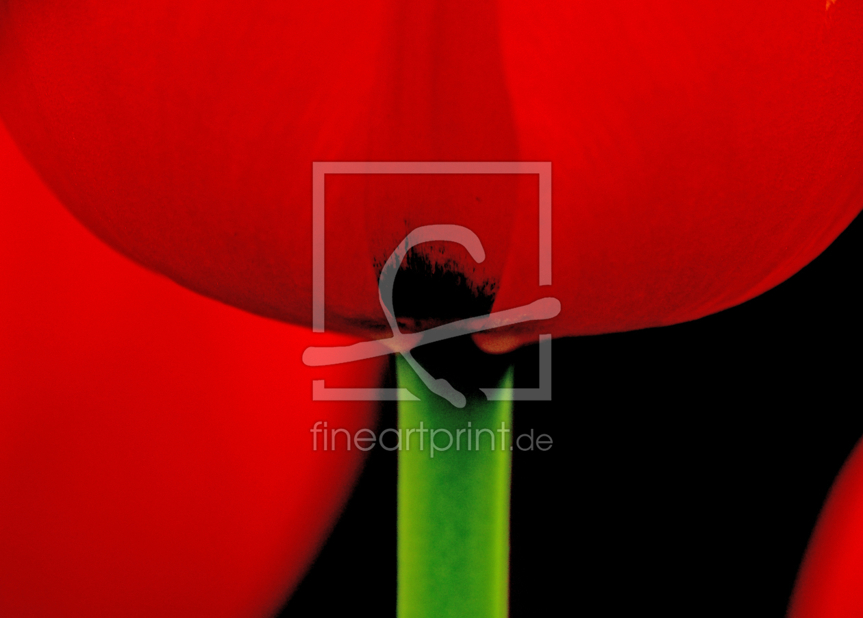 Bild-Nr.: 10820751 Rote Tulpen erstellt von brava64
