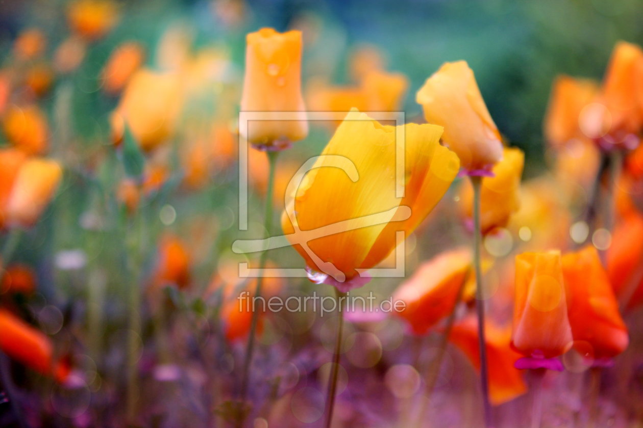 Bild-Nr.: 10821493 Sommerblümchen erstellt von Heike Hultsch