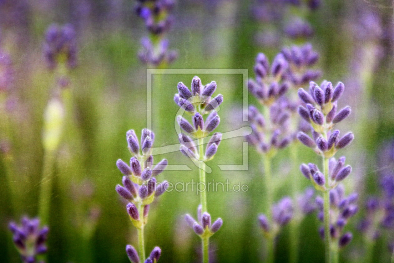 Bild-Nr.: 10821929 Lavendel erstellt von Heike Hultsch