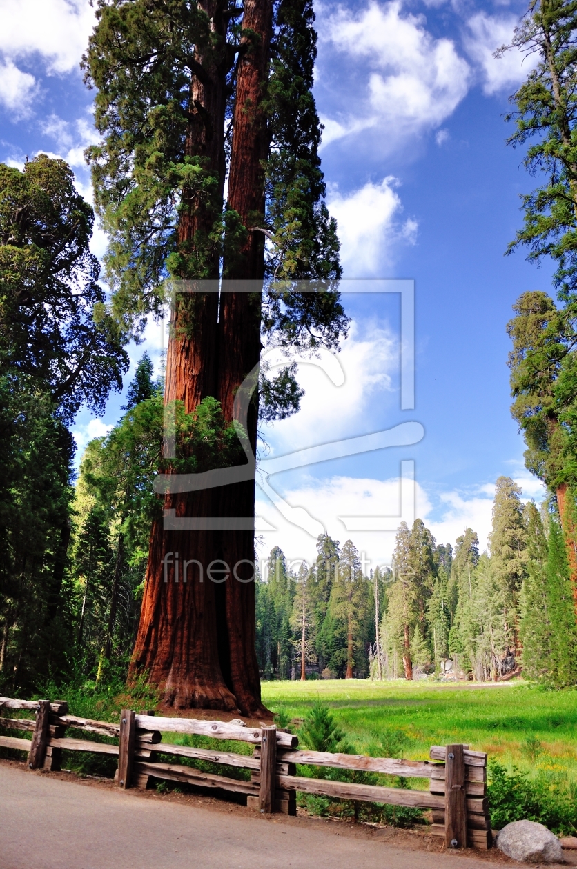 Bild-Nr.: 10824047 Sequoia erstellt von Icebeer