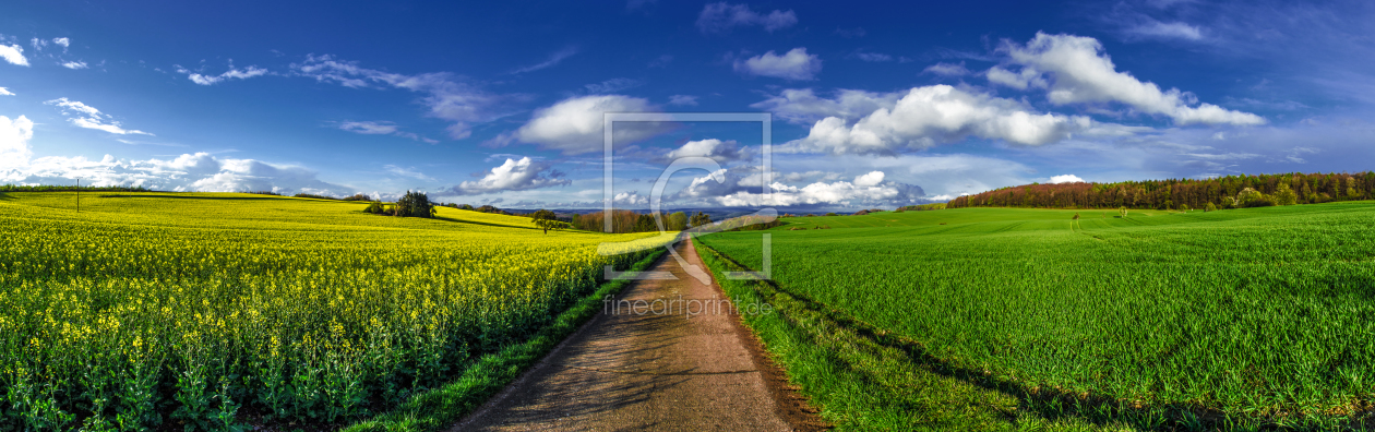 Bild-Nr.: 10825717 Rapsfeld im Frühling Panorama erstellt von Jean Claude Castor