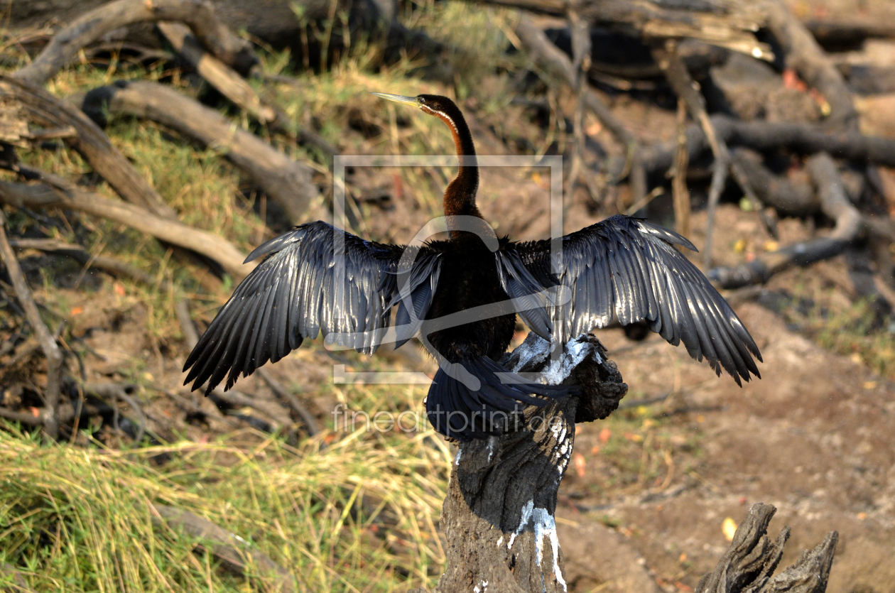 Schwarzer Reiher am Chobe River als Fensterfolie pe