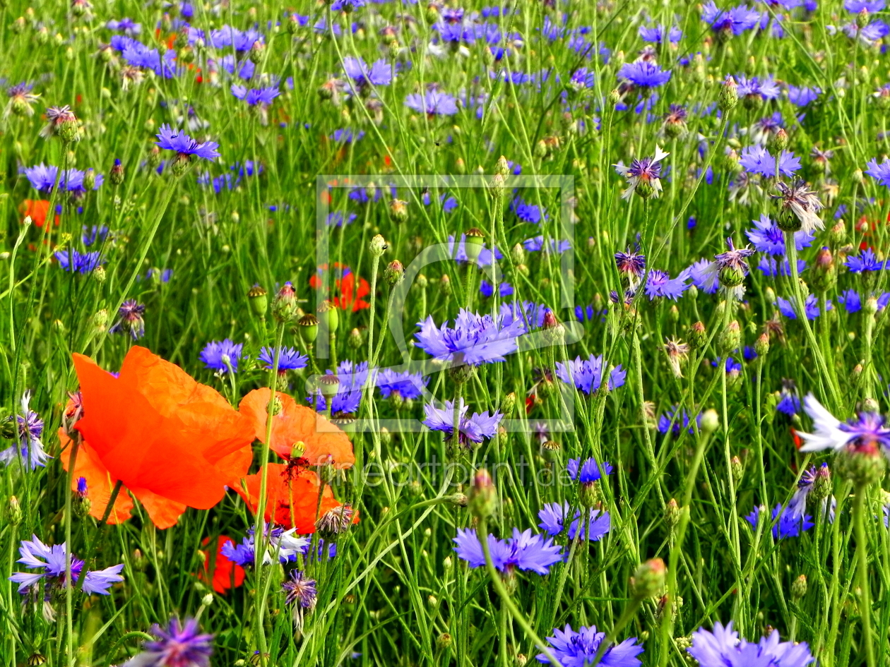 Bild-Nr.: 10827811 Kornblumenwiese erstellt von Ostfriese