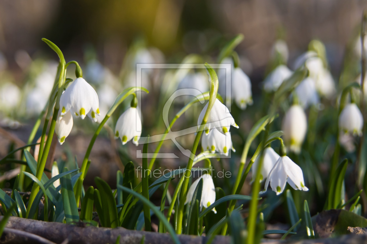 Bild-Nr.: 10827867 Frühling erstellt von Stephanie Stephanie Dannecker