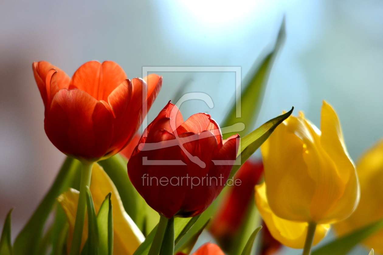 Bild-Nr.: 10828657 Frühlingsgrüße erstellt von Ostfriese