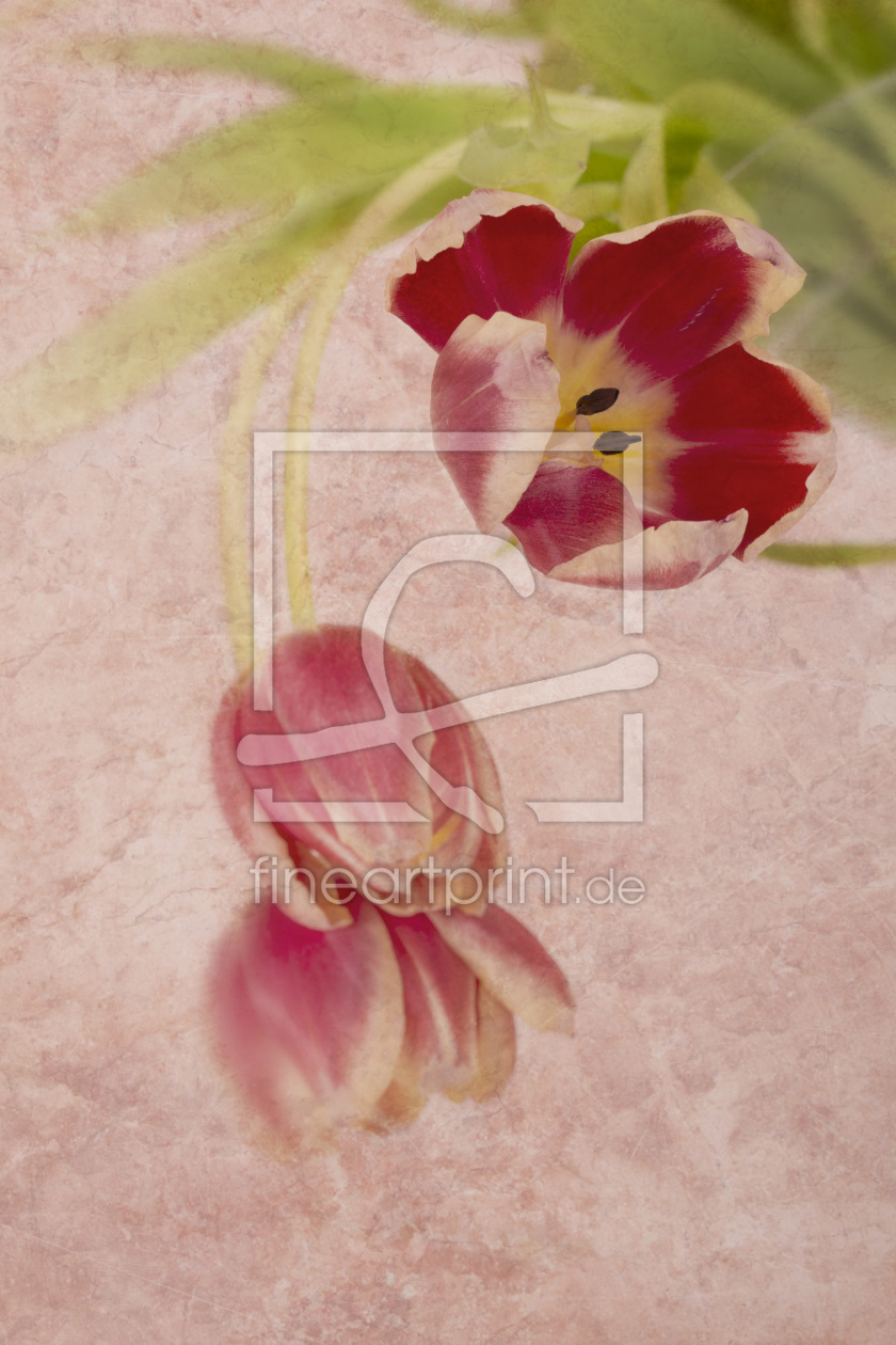 Bild-Nr.: 10828869 Blüte in rot erstellt von OmSchi