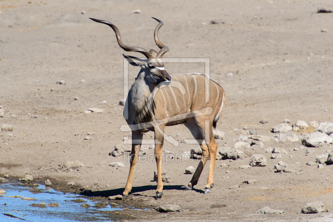 Bild-Nr.: 10829333 Kudu erstellt von DenisFeiner