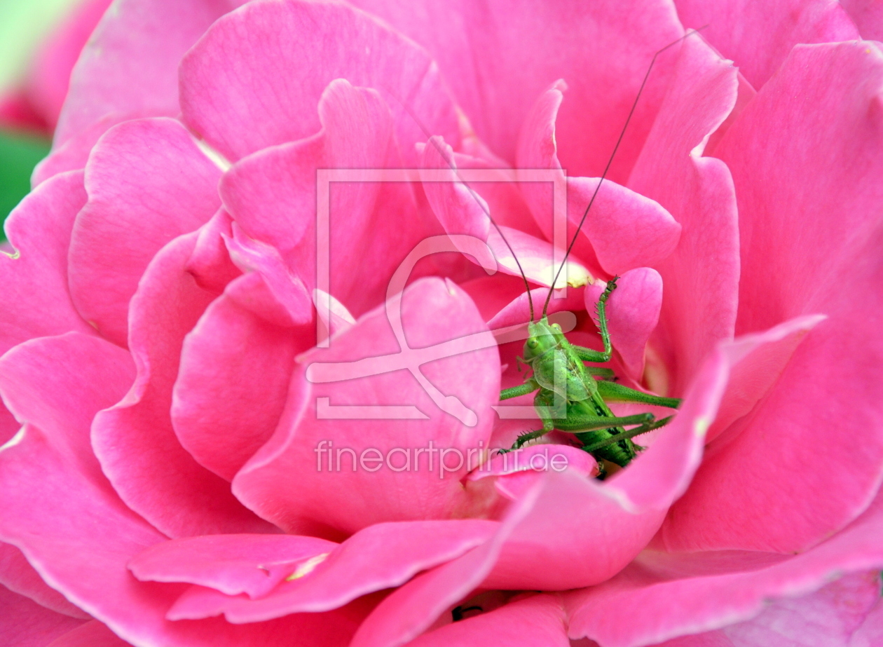 Bild-Nr.: 10829501 Die Schrecke der Rose erstellt von GUGIGEI