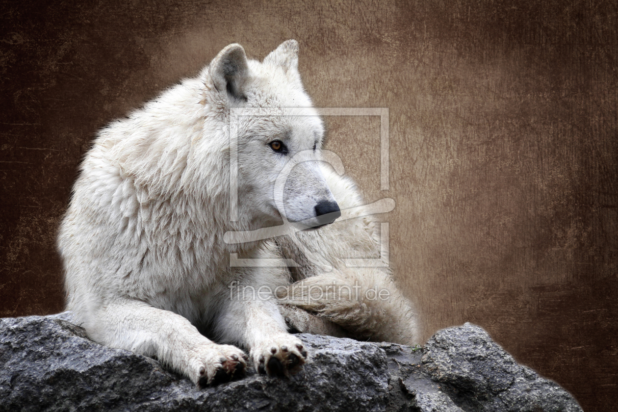 Bild-Nr.: 10832377 Der Wolf (Canis lupus) erstellt von WildlifePhotography