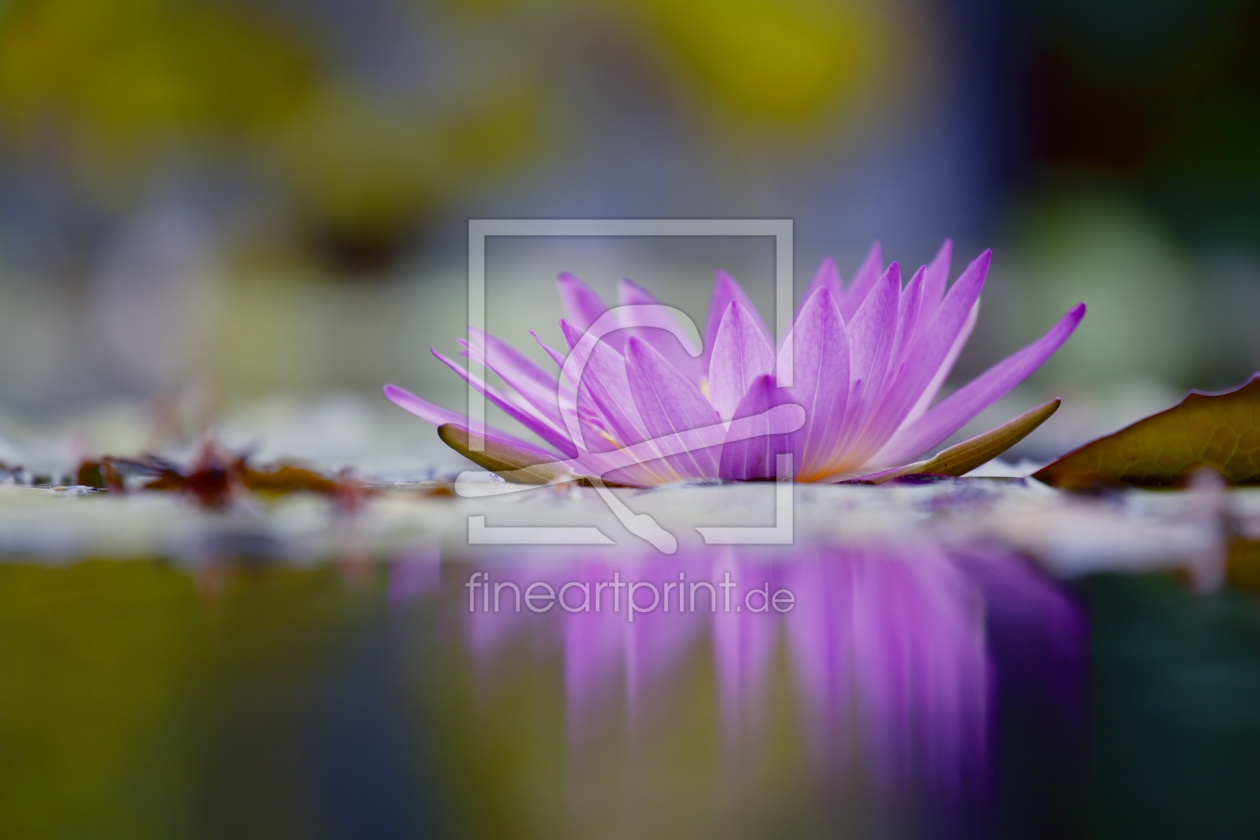 Bild-Nr.: 10832431 Lily of Siam erstellt von 