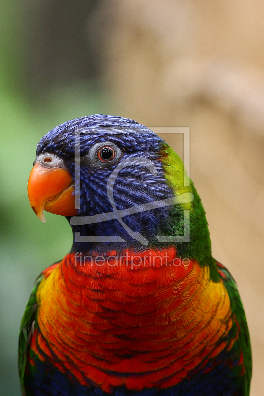 Bild-Nr.: 10833281 Rainbow Lorikeet erstellt von KaDeKb