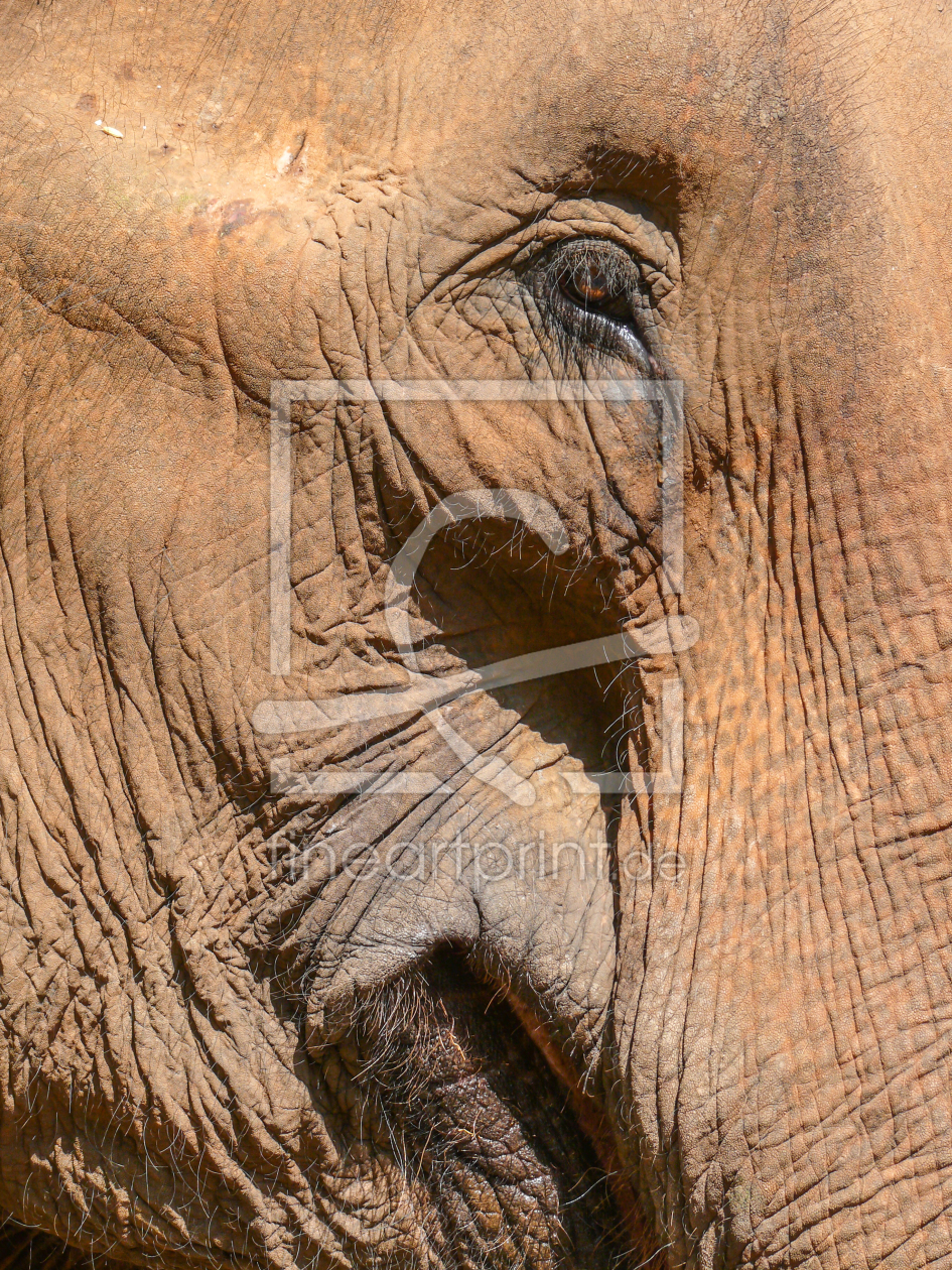 Bild-Nr.: 10833347 Nahaufnahme eines Elefantenkopfes mit schöner Struktur der Haut erstellt von pictaria