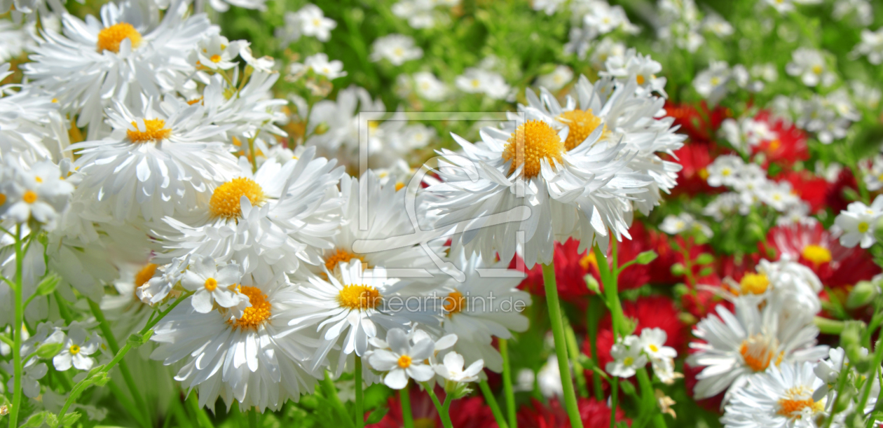 Bild-Nr.: 10836239 Blumenwiese erstellt von Atteloi