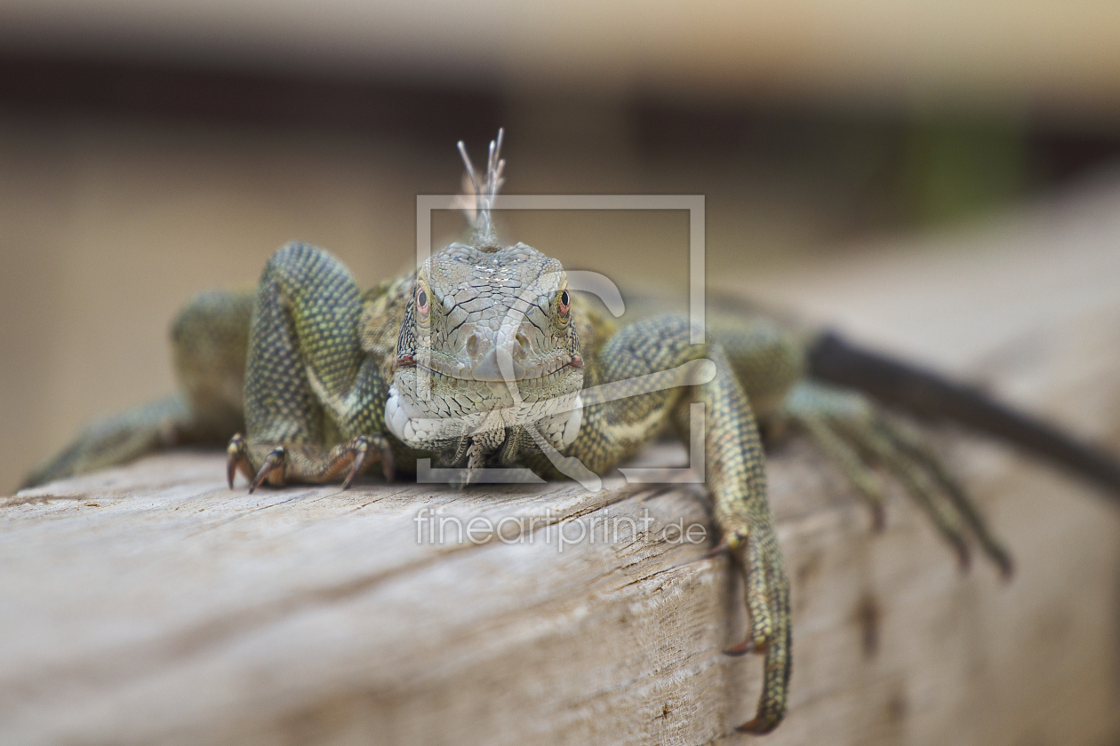 Bild-Nr.: 10836289 Leguan erstellt von ckblue