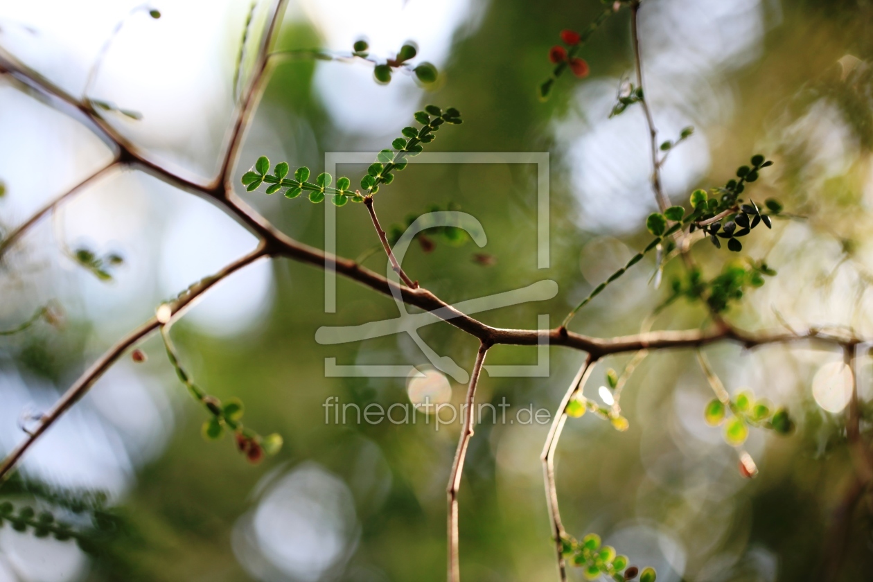 Bild-Nr.: 10837297 Filigrane Natur erstellt von Renate Knapp