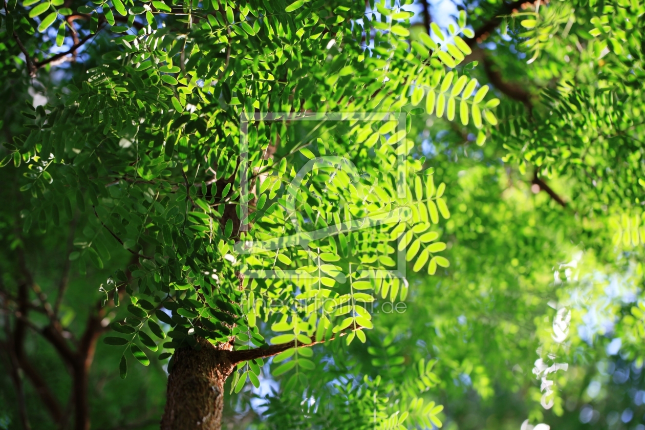 Bild-Nr.: 10837309 Green Magic erstellt von Renate Knapp