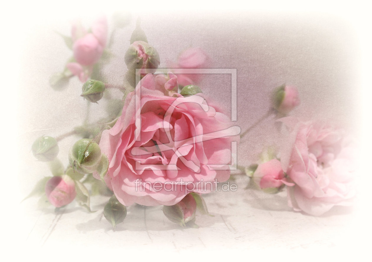 Bild-Nr.: 10837507 Rosa erstellt von Heike  Hultsch