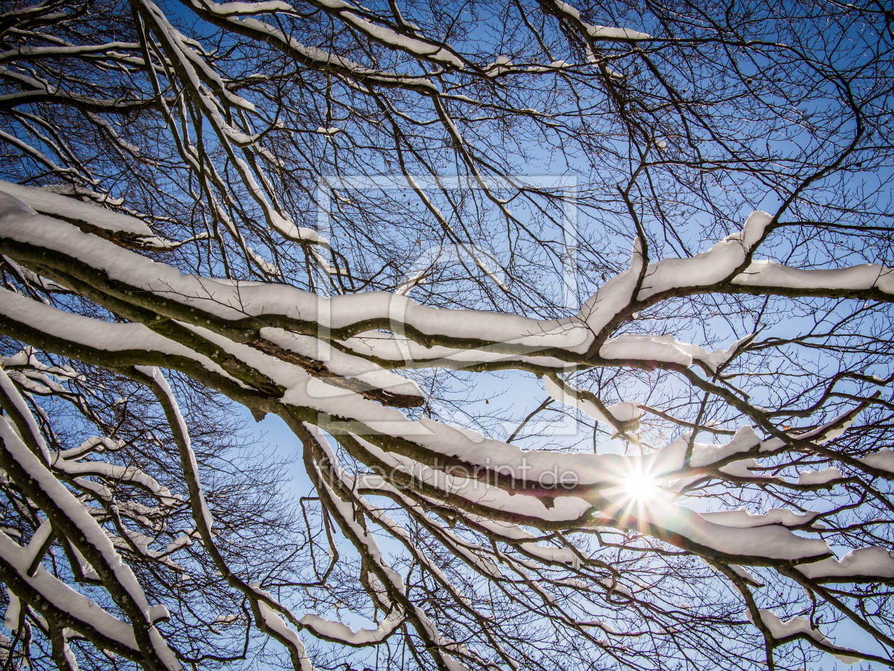 Bild-Nr.: 10838337 Schneebedeckte Äste erstellt von Johann Oswald