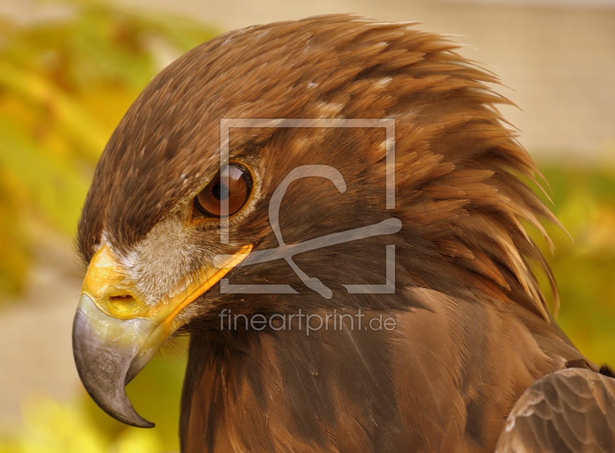 Bild-Nr.: 10839203 Scharfer Blick erstellt von GUGIGEI