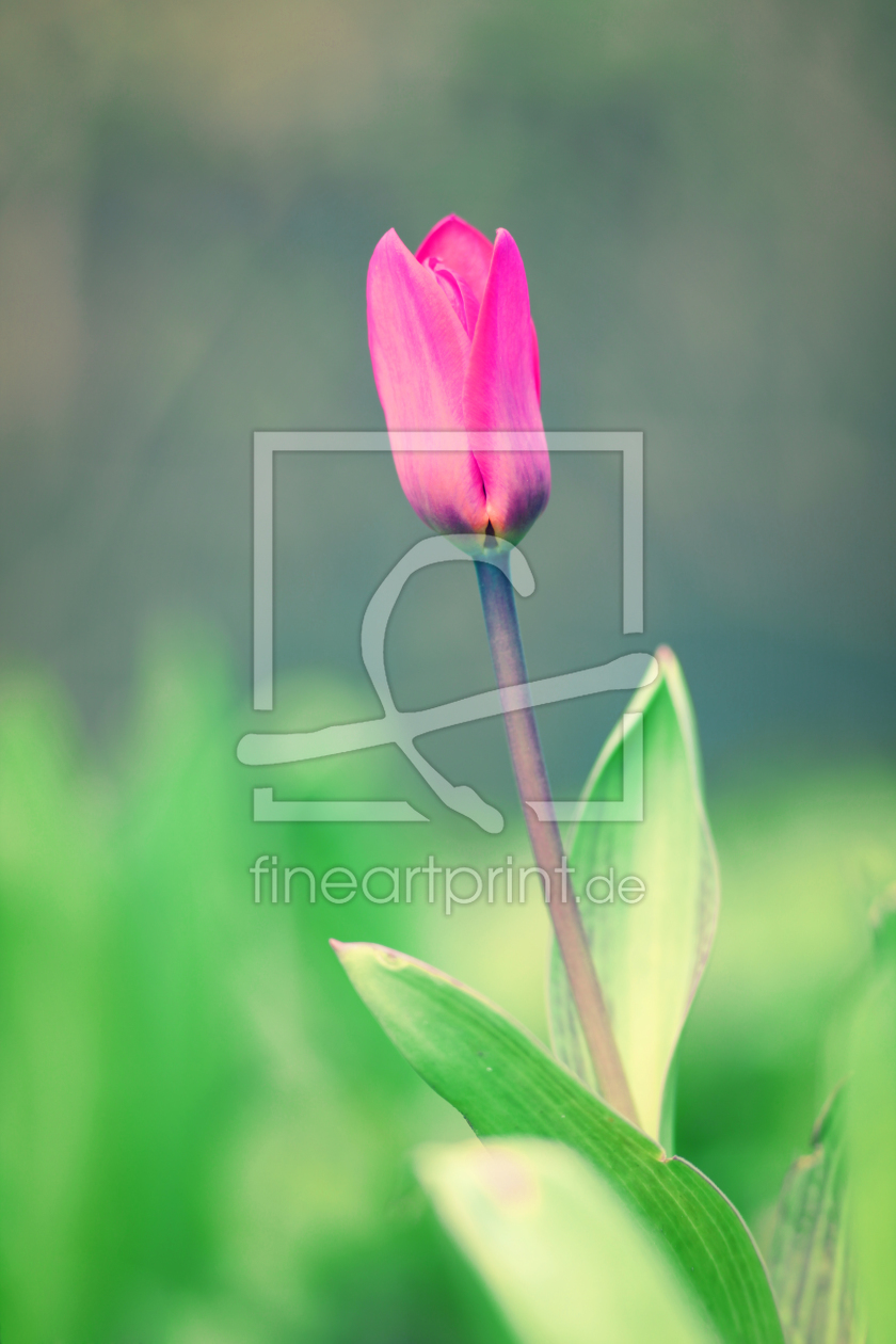 Bild-Nr.: 10839287 Tulip erstellt von FotoDeHRO