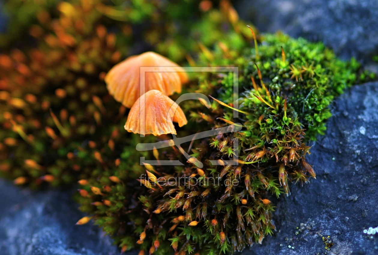 Bild-Nr.: 10839399 Pilze im Moos erstellt von falconer59