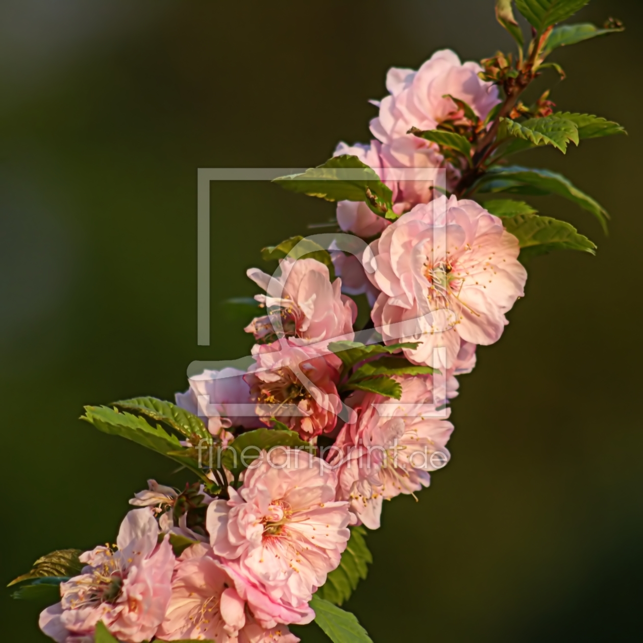 Bild-Nr.: 10839513 Mandelblüte erstellt von youhaveadream