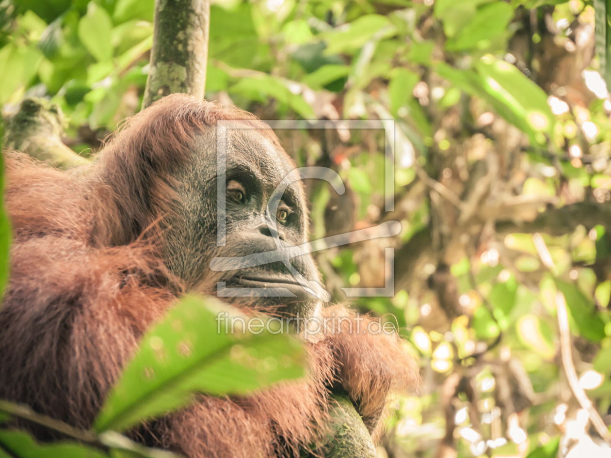 Bild-Nr.: 10841793 Sumatras Orang Utans - 8 erstellt von Johann Oswald