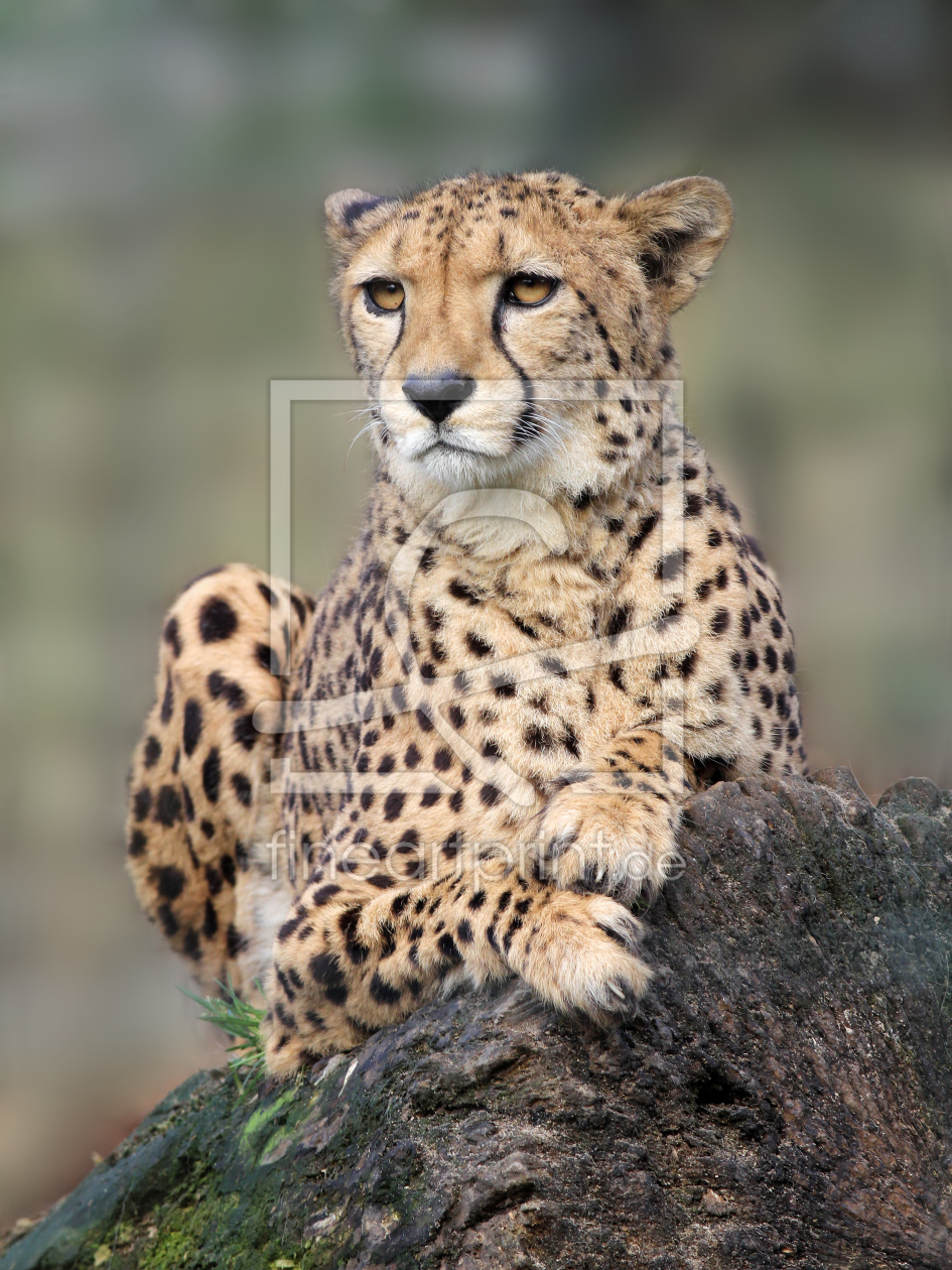 Bild-Nr.: 10843621 Gepard erstellt von schiwa-rose