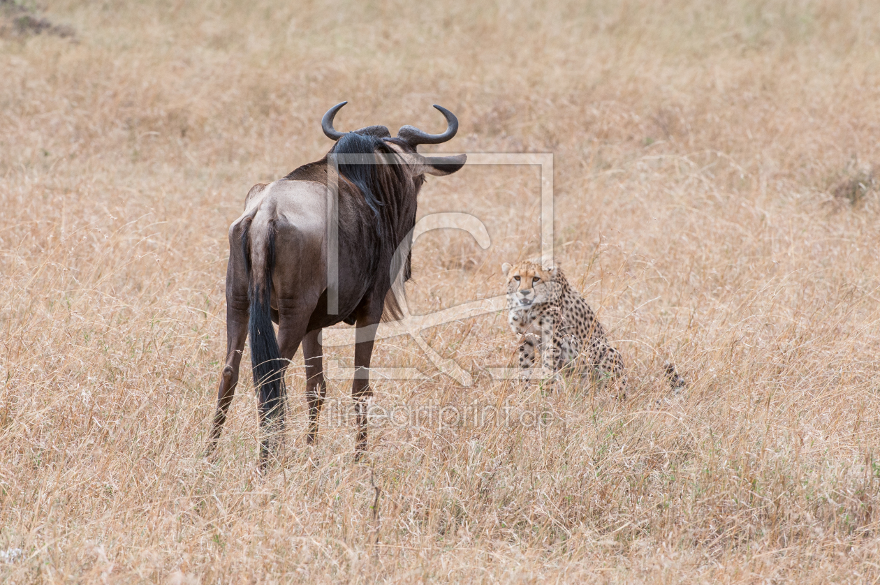 Bild-Nr.: 10843945 Gepard bedroht Gnu erstellt von Ingo  Gerlach