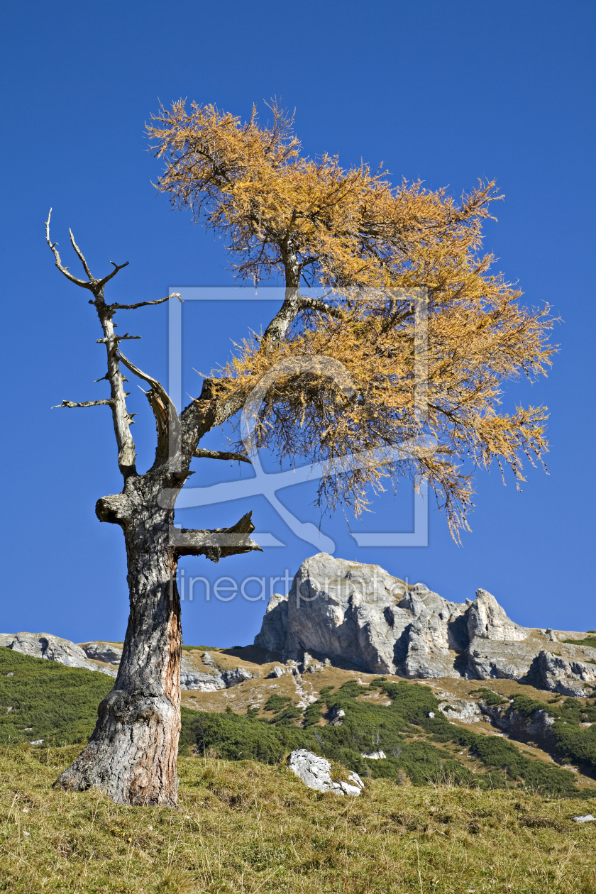 Bild-Nr.: 10843987 Herbst im Rofangebirge erstellt von EderHans