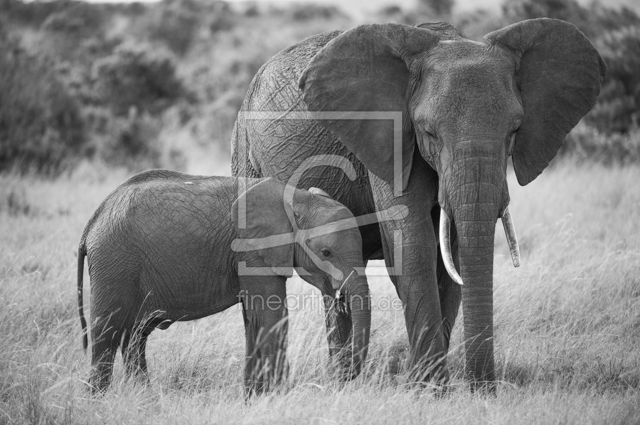 Bild-Nr.: 10845395 Mama Elefant mit Baby erstellt von Ingo  Gerlach