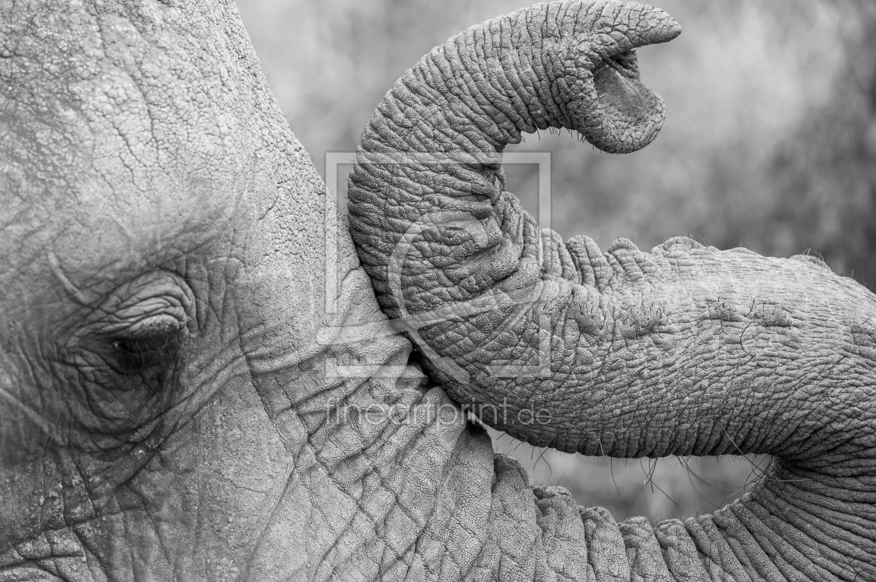 Bild-Nr.: 10845403 Elefantenrüssel erstellt von Ingo  Gerlach