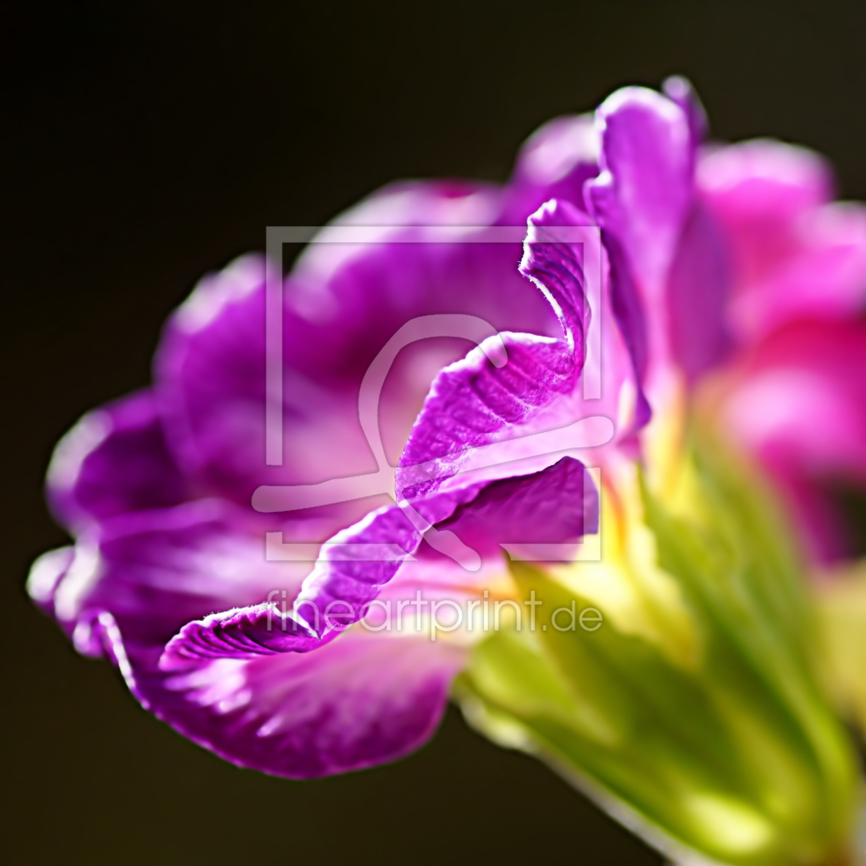 Bild-Nr.: 10846885 Primula erstellt von youhaveadream