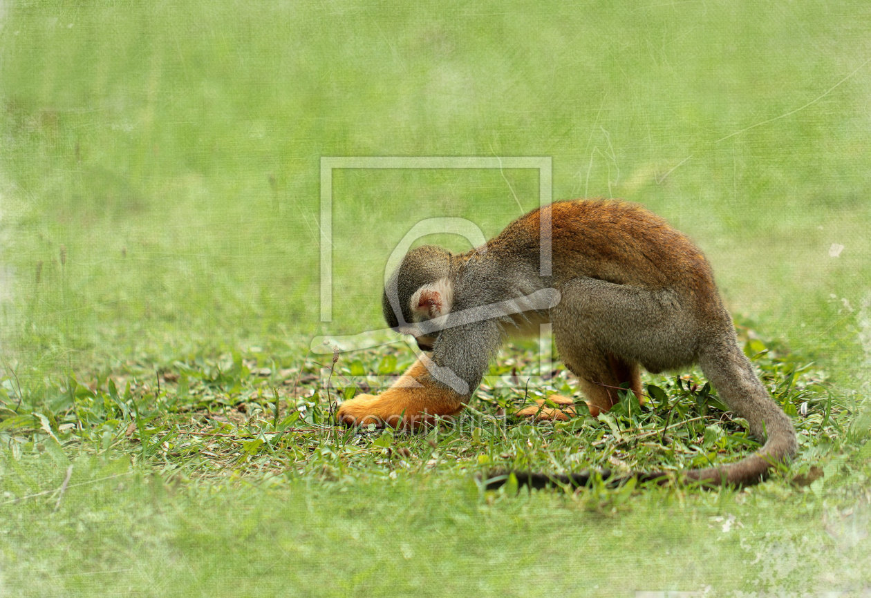 Bild-Nr.: 10847425 Totenkopfäffchen erstellt von Heike Hultsch