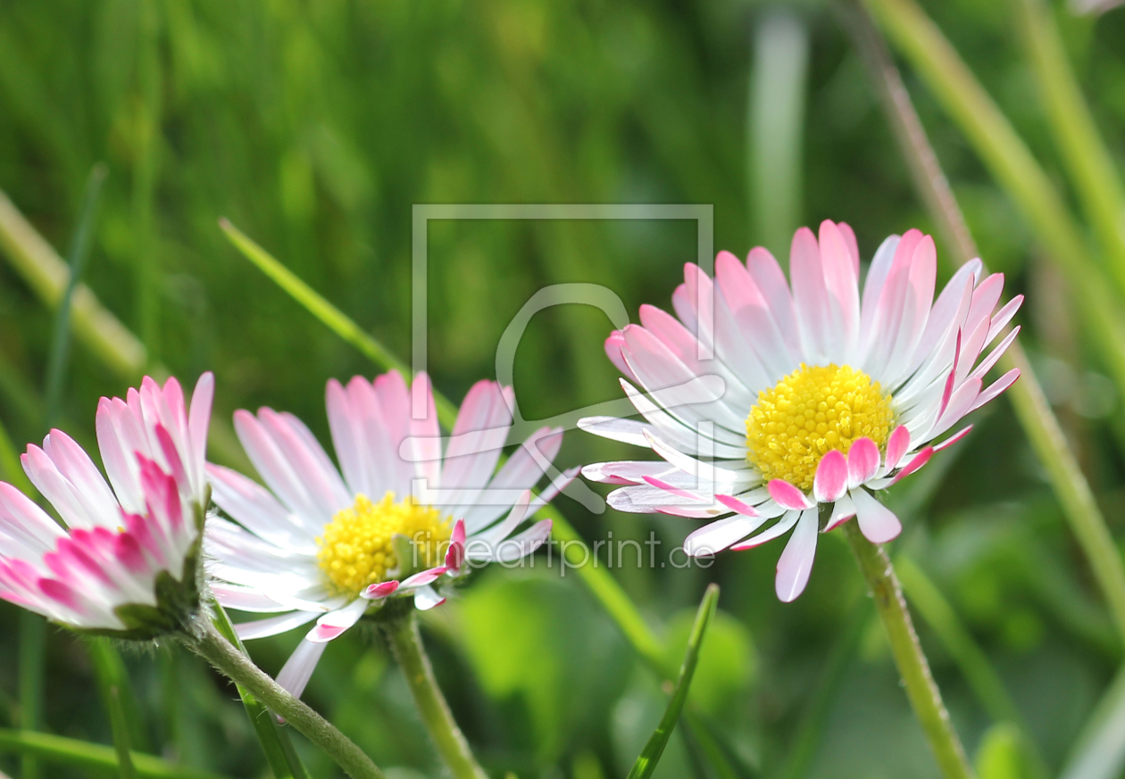 Bild-Nr.: 10847699 Gänseblümchen erstellt von SusaZoom