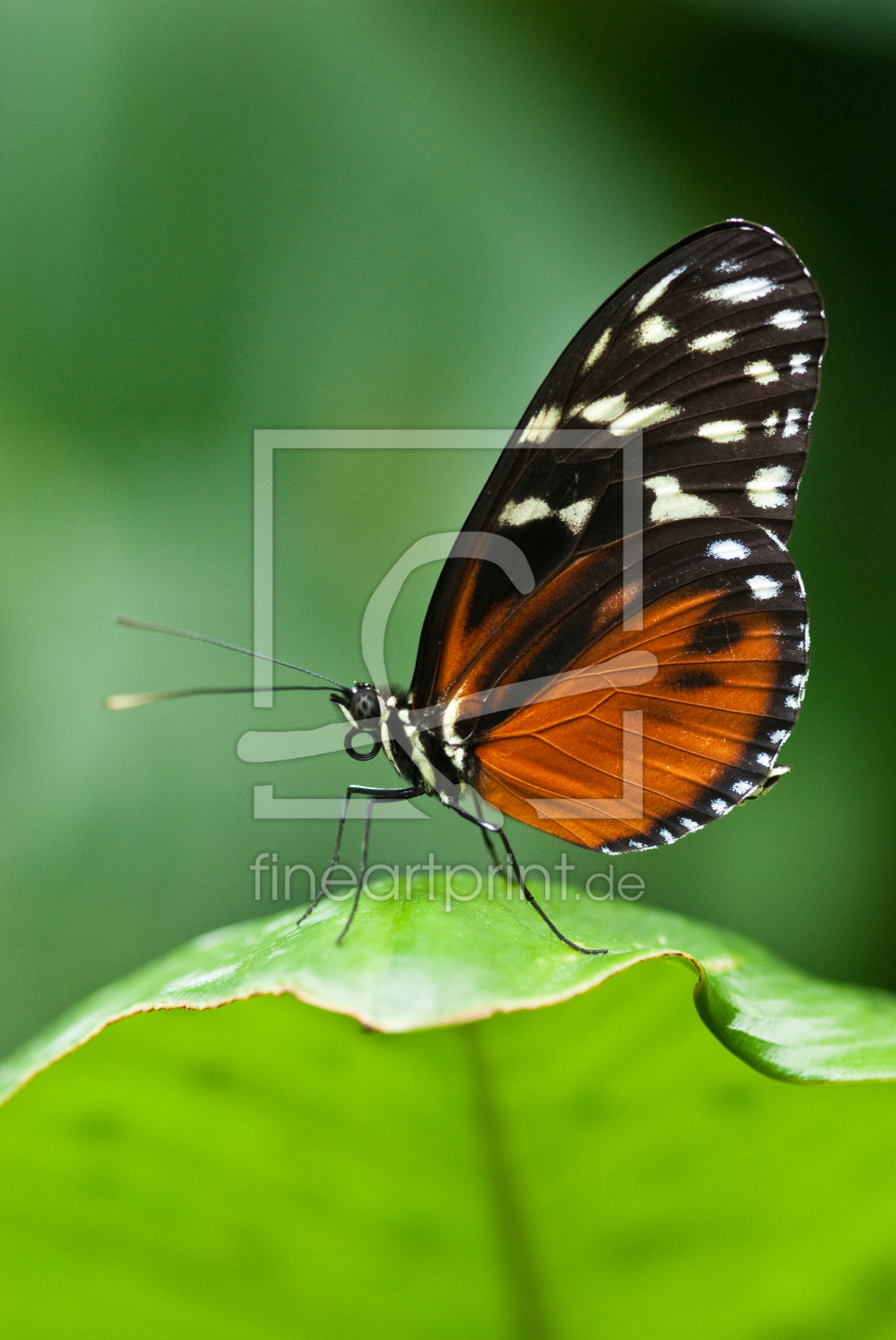 Bild-Nr.: 10849189 Schmetterling erstellt von agoebels