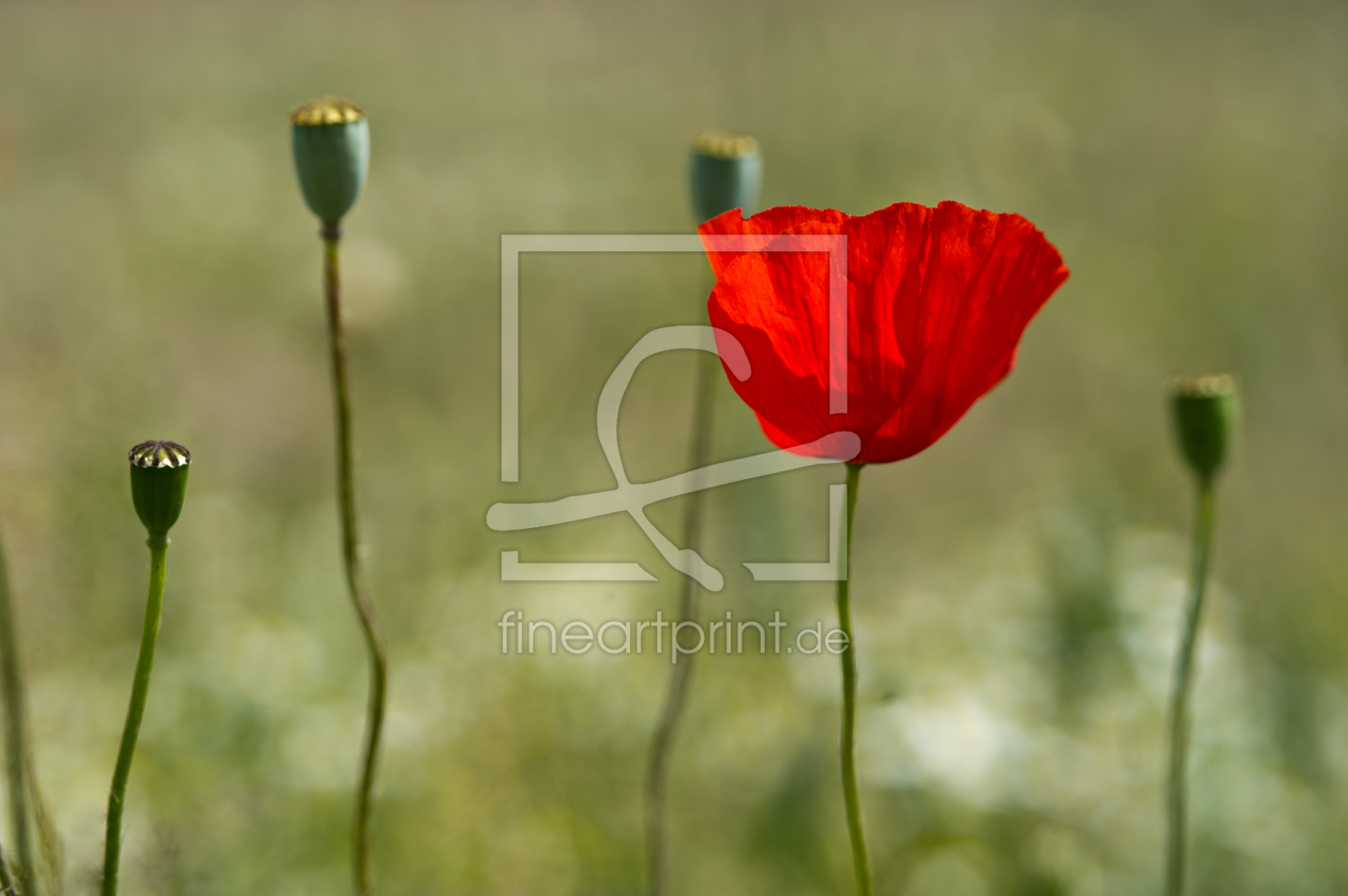 Bild-Nr.: 10849261 Klatschmohn erstellt von agoebels