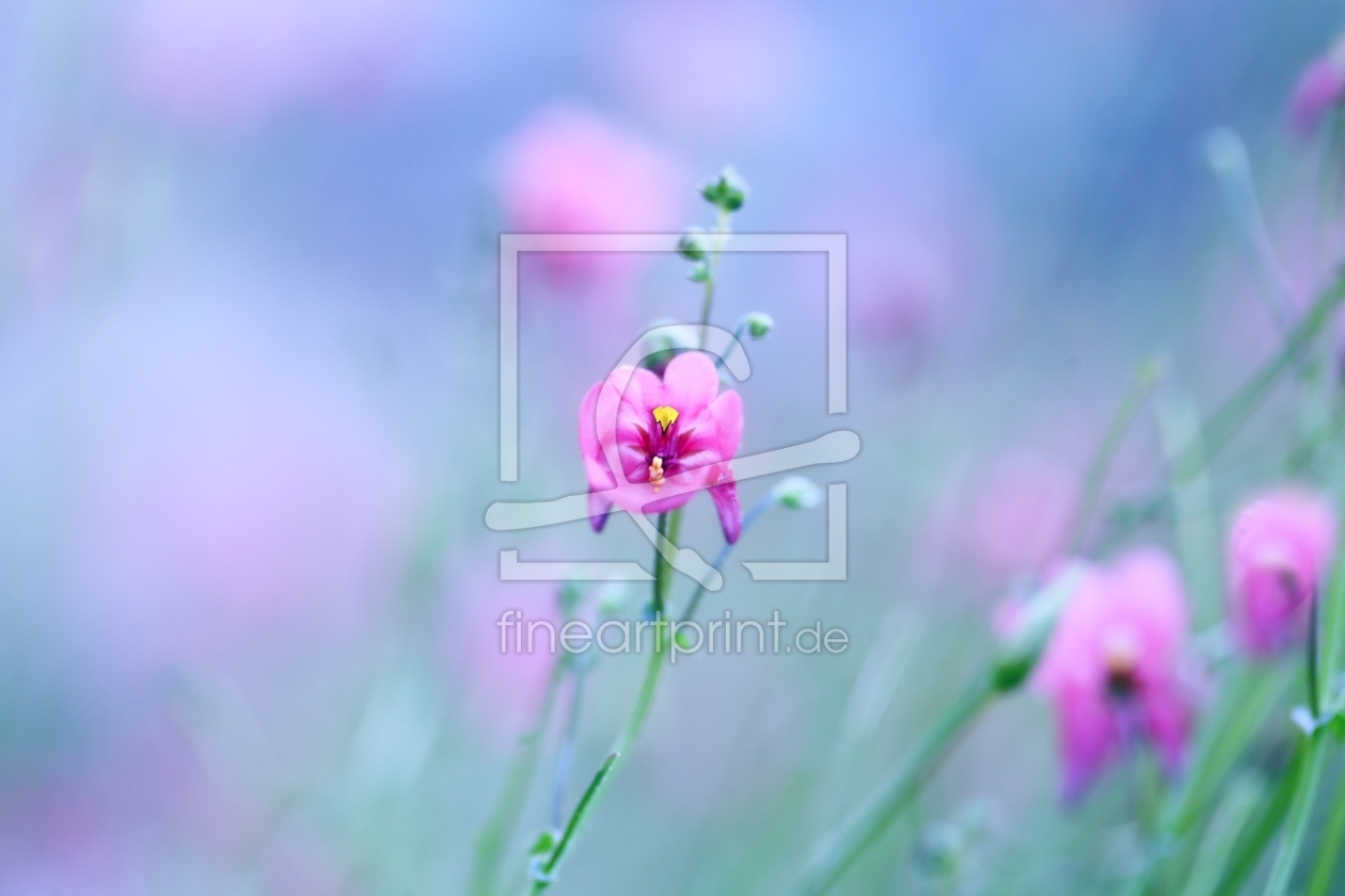 Bild-Nr.: 10849495 Flower Magic erstellt von Renate Knapp