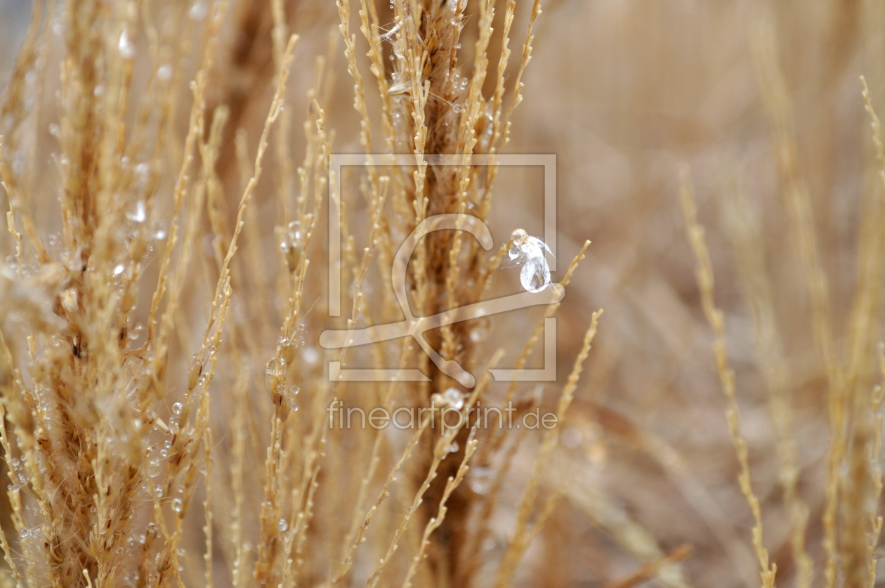 Bild-Nr.: 10851625 Gräser 2 erstellt von Youlia