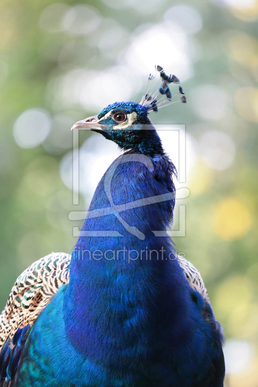 Bild-Nr.: 10852659 Vogel Pfau erstellt von FotoDeHRO