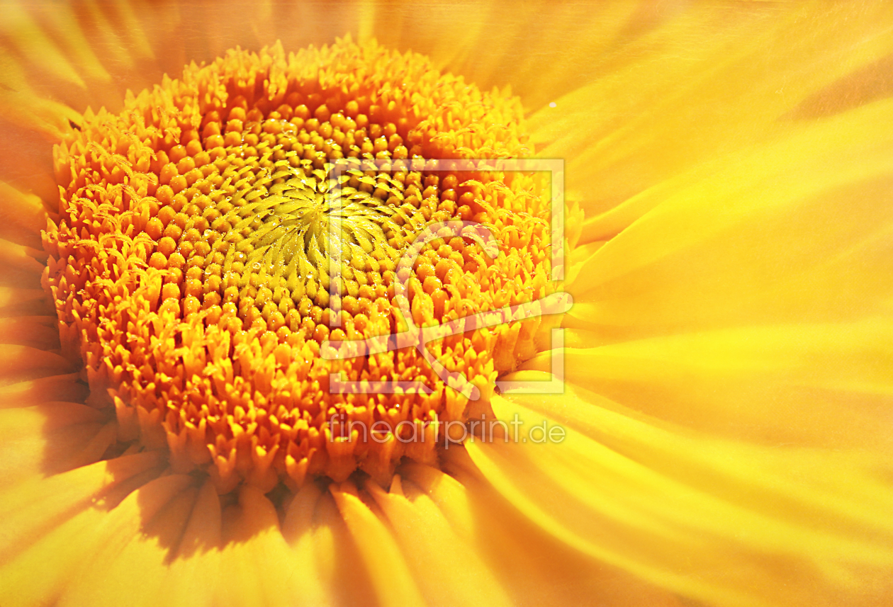 Bild-Nr.: 10854261 Sonnenblume erstellt von Heike Hultsch