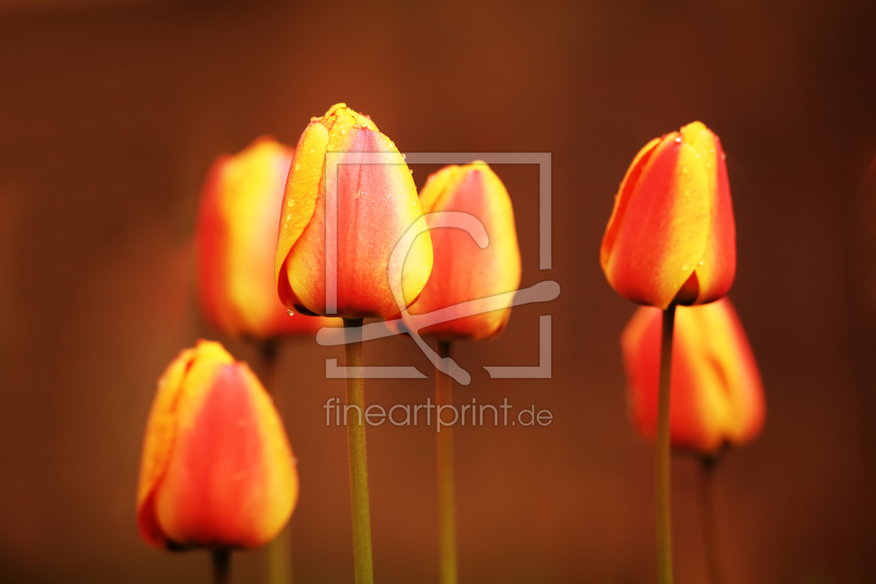 Bild-Nr.: 10854447 Tulips erstellt von FotoDeHRO