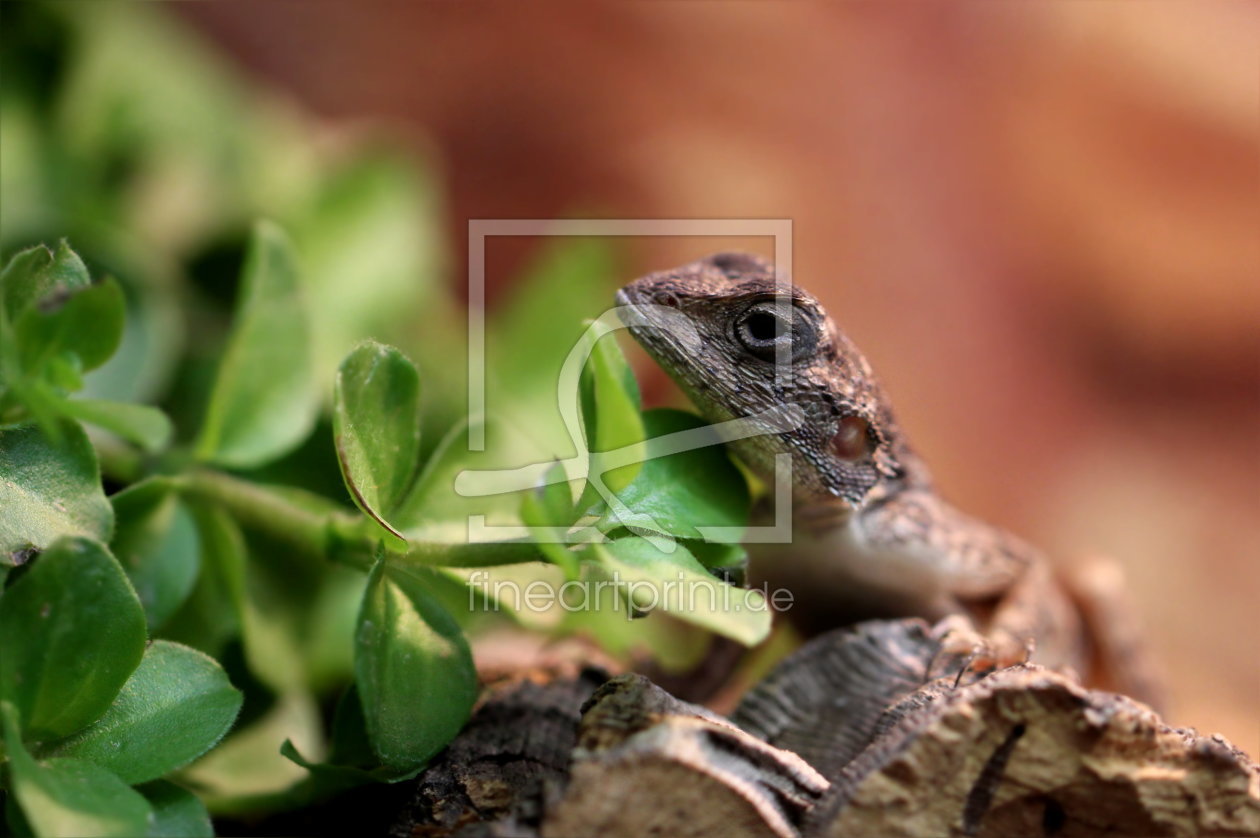 Bild-Nr.: 10855323 Gecko (Gekkonidae) erstellt von Heike  Hultsch