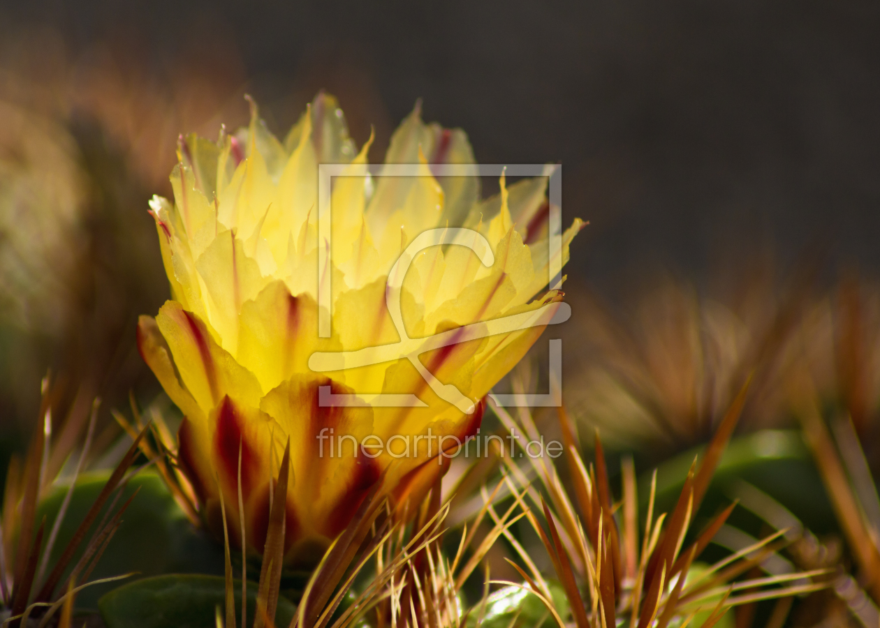 Bild-Nr.: 10856071 Kaktusblüte erstellt von Anja Schäfer