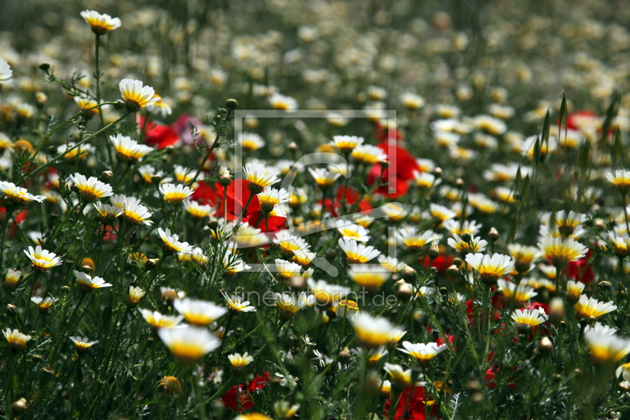 Bild-Nr.: 10856323 Frühling in Portugal erstellt von Renate Knapp