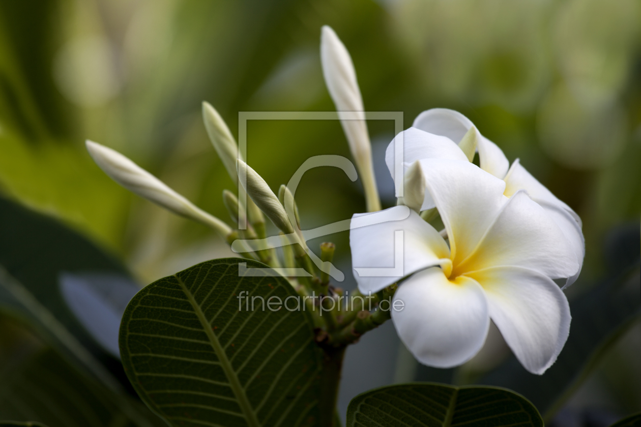 Bild-Nr.: 10859170 Flor de Cebo erstellt von Thomas Herzog