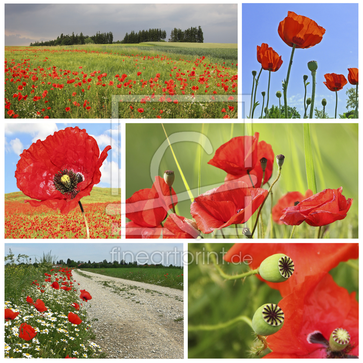 Bild-Nr.: 10859242 Mohncollage weißer HG erstellt von SusaZoom