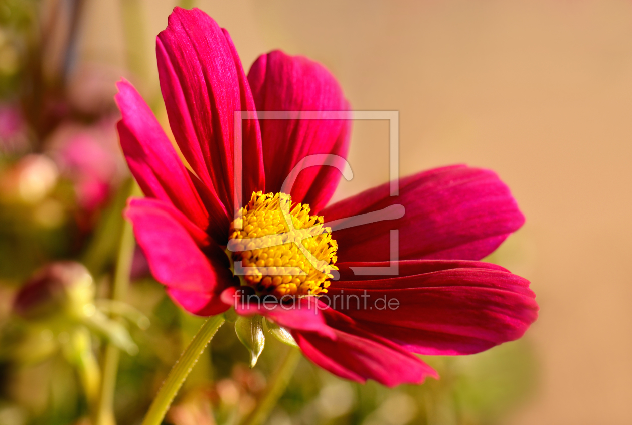 Bild-Nr.: 10859952 Cosmea erstellt von Atteloi