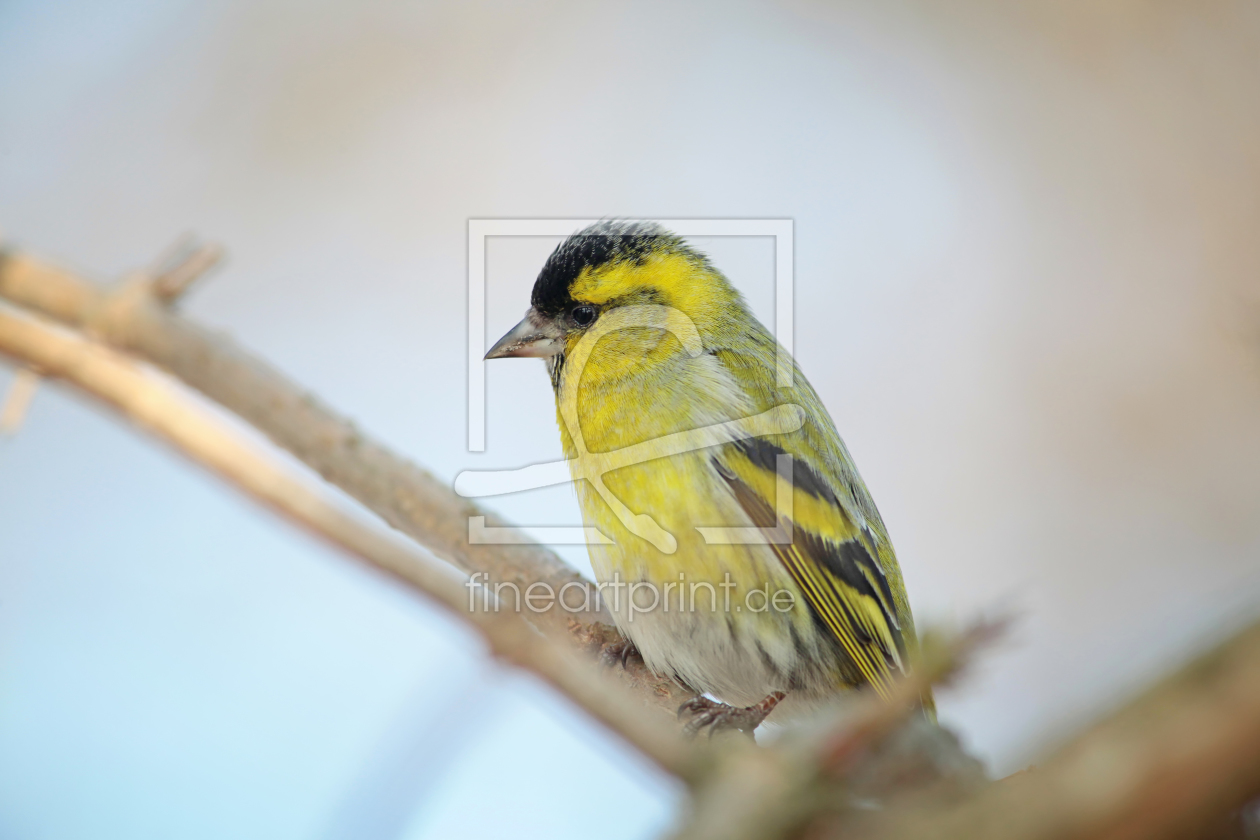 Bild-Nr.: 10863538 Erlenzeisig (Carduelis spinus) erstellt von FotoDeHRO